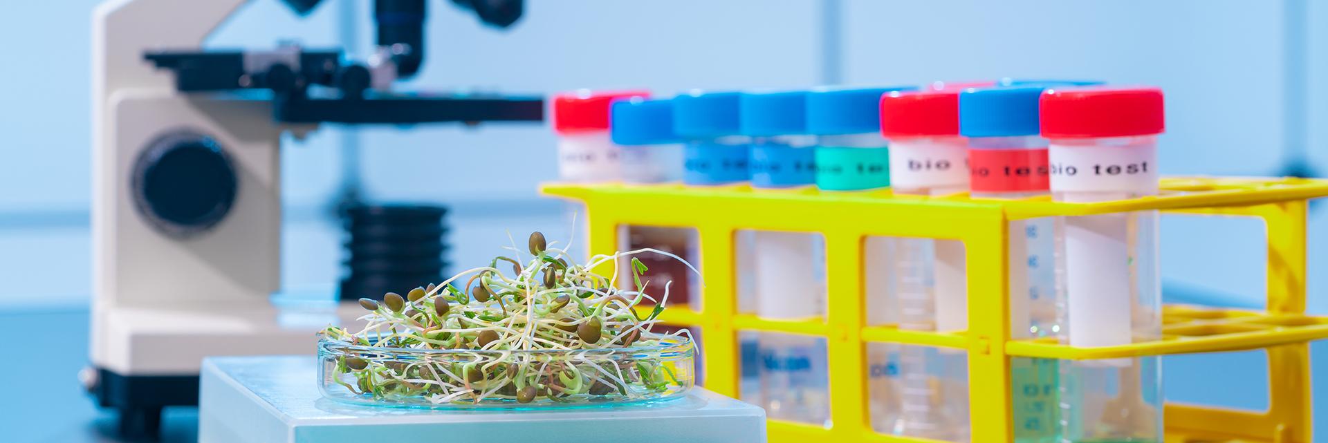 Sprouts on petri dish, microscope and different coloured test tubes